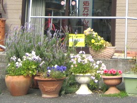 お店の周りの植木の花